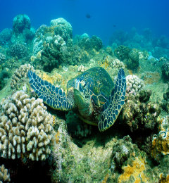 hawaii_seaturtle002016.jpg
