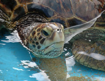 hawaii_seaturtle003018.jpg